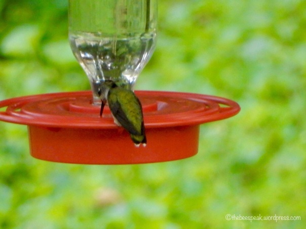 Hummingbird Return! 