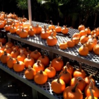 Pumpkin Plenty