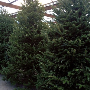 Fresh Christmas Trees