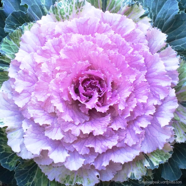 Cabbage Flower