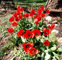Unruly Red Tulips