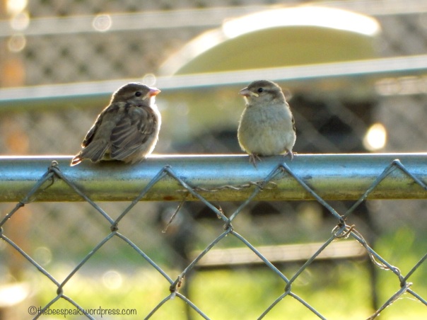 Fence Chat