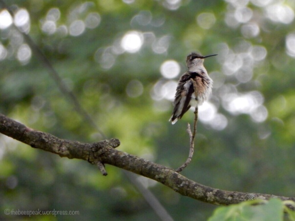 Tiny Hummingbird 