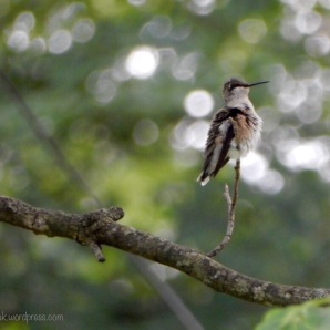 Tiny Hummingbird