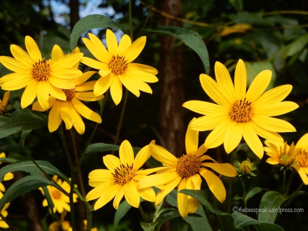Wild Woodland Sunflowers