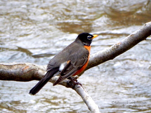 Robin above the Creek