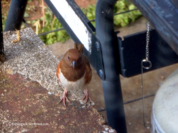 Eastern Towhee on my Porch