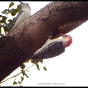 Woodpecker Pair