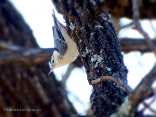 Nuthatch in the Park